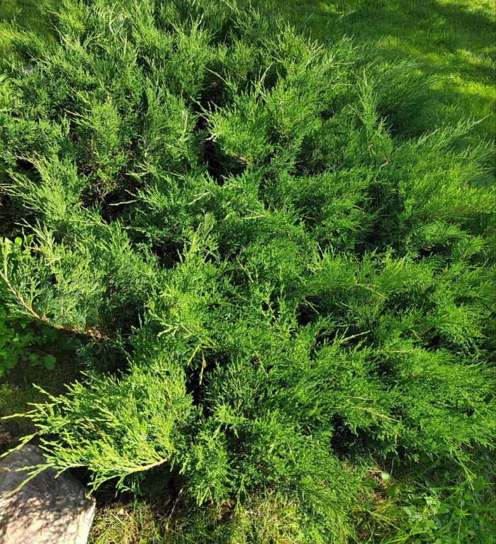 Можжевельник казацкий мас