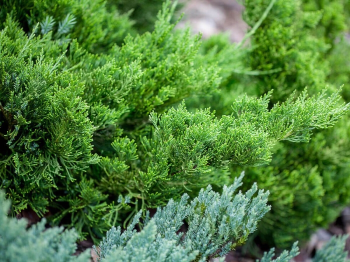 Juniperus horizontalis glauca