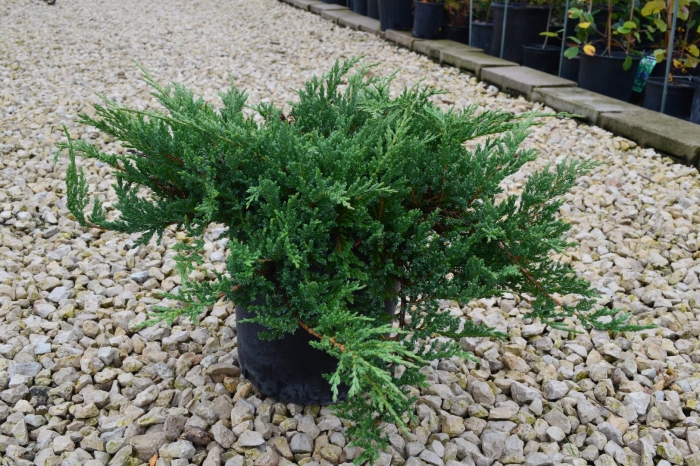 Можжевельник горизонтальный