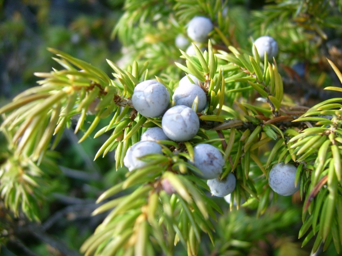Juniper berry
