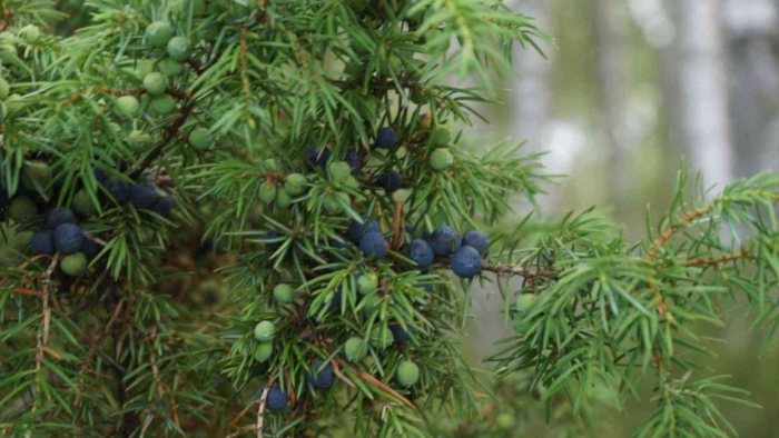 Можжевельник сахалинский