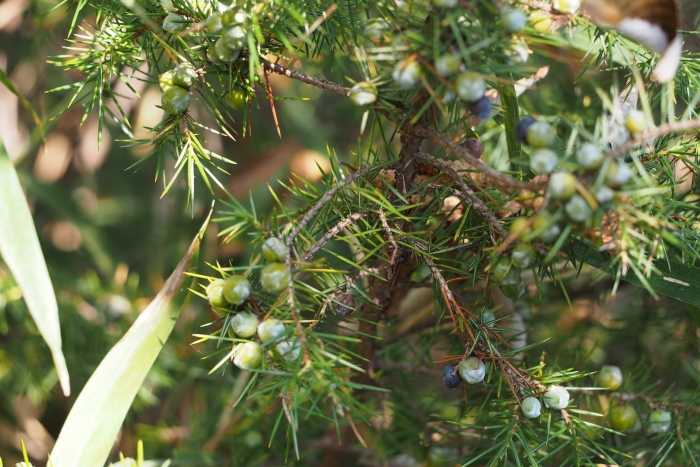 Juniperus monosperma