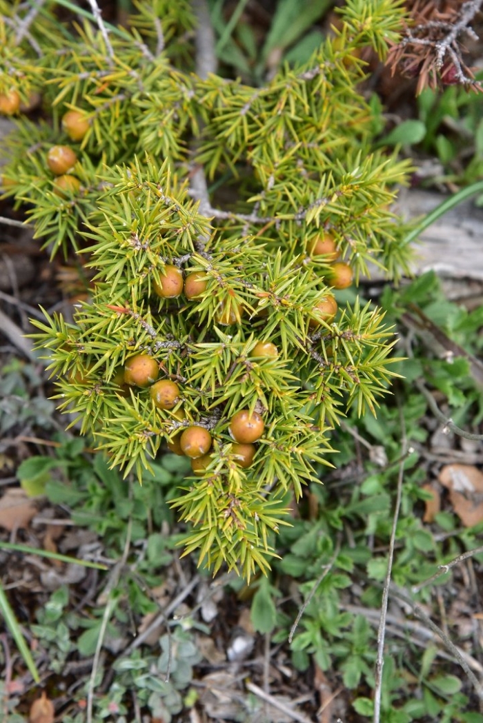 Juniperus drupacea