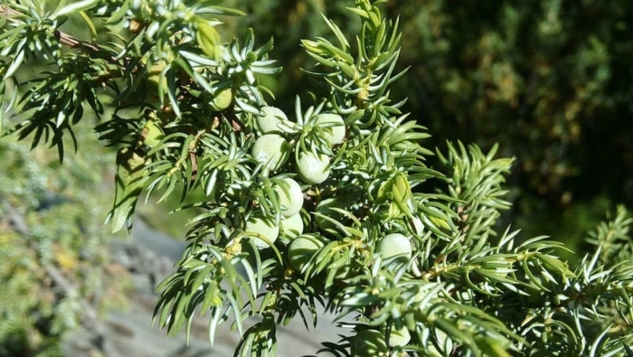 Можжевельник сибирский