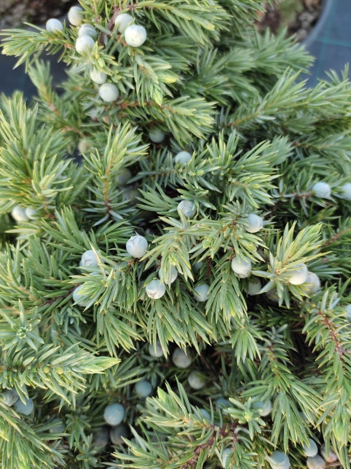 Можжевельник прибрежный блю