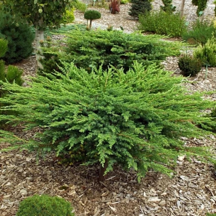 Можжевельник прибрежный