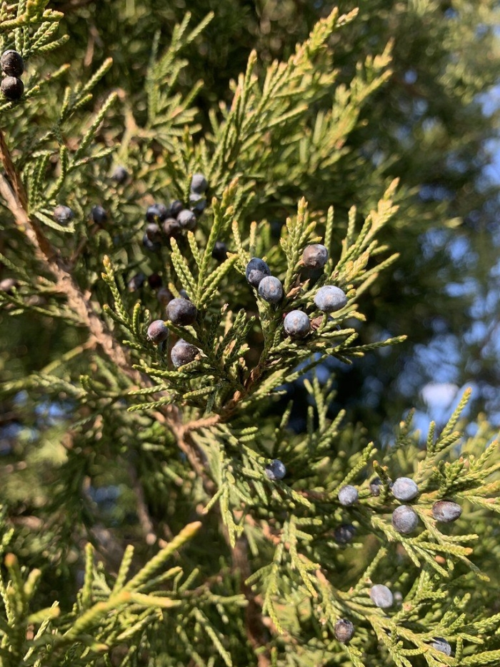 Juniperus virginiana