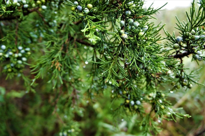Можжевельник juniperus excelsa