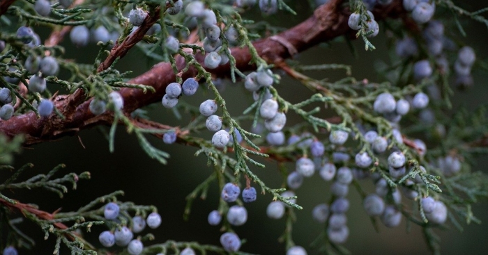 Виргинский можжевельник