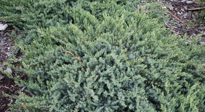 Можжевельник шлягер прибрежный