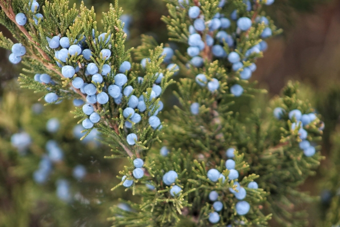Juniper berry можжевельник