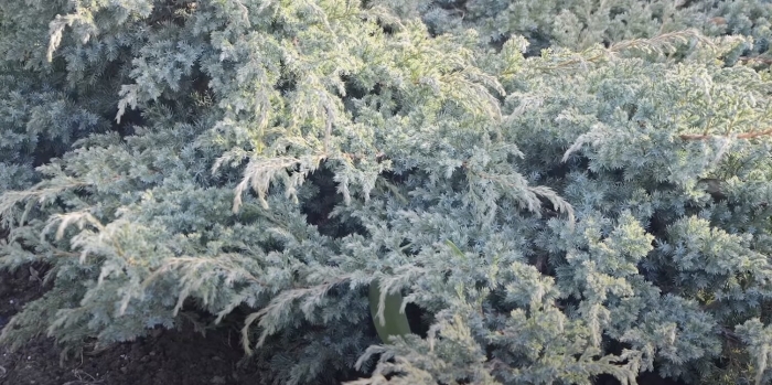 Можжевельник блю швед