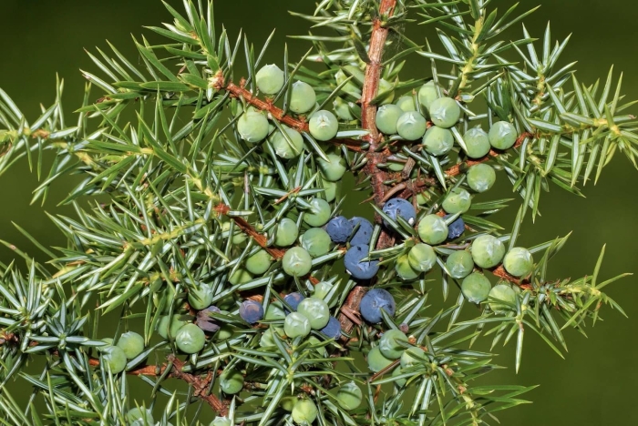 Можжевельник обыкновенный