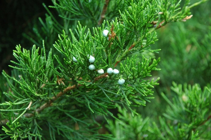 Можжевельник кипарисовидный виргинский