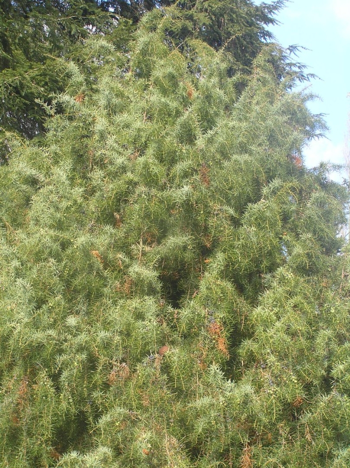 Juniperus rigida needle juniper