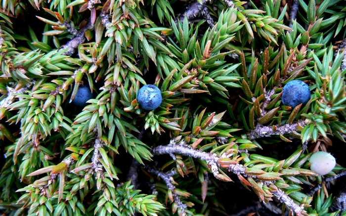 Можжевельник обыкновенный