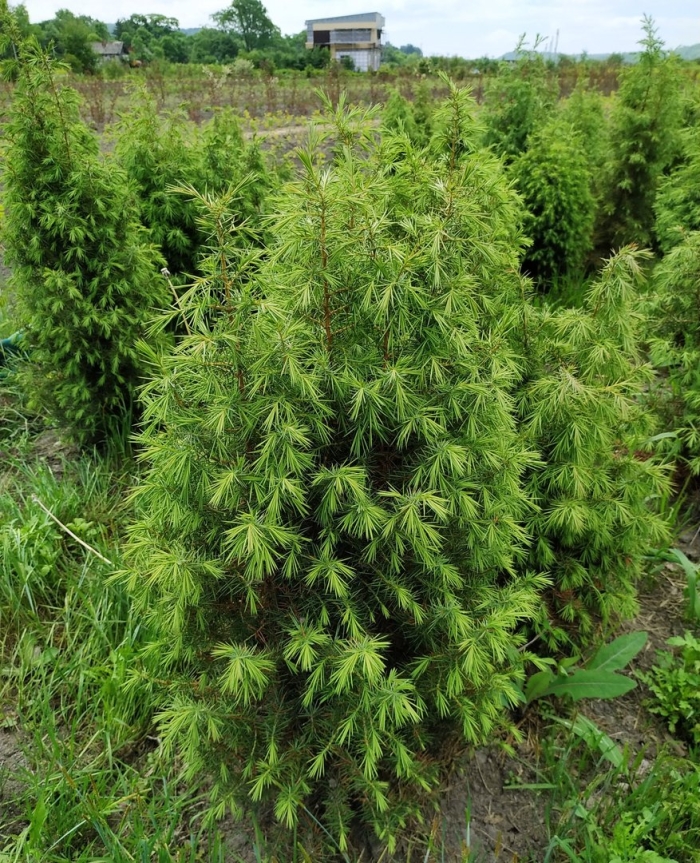 Juniperus rigida 'punnet's weeping'