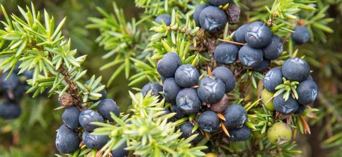 Можжевельник обыкновенный шишки