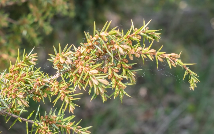 Juniperus communis 'anna maria'