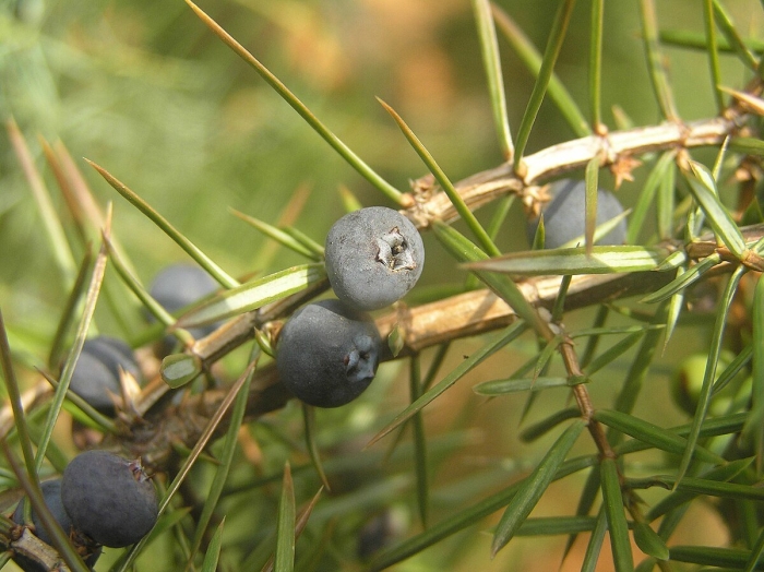 Можжевельник rigida