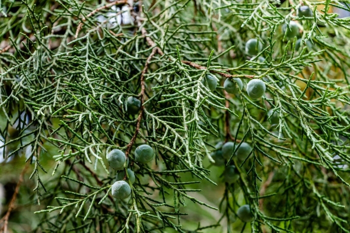 Можжевельник juniperus phoenicea