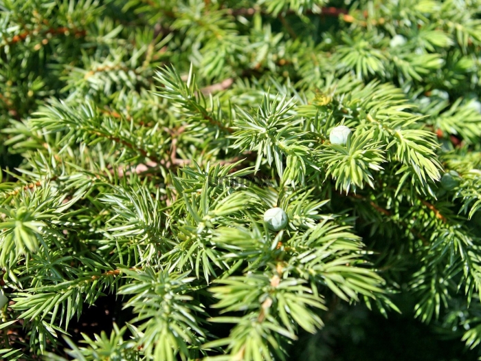 Можжевельник прибрежный (juniperus conferta)