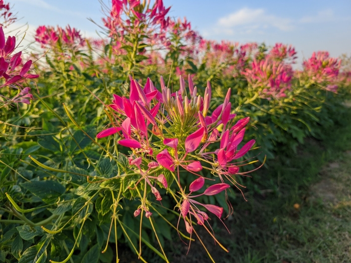 Клеома колючая