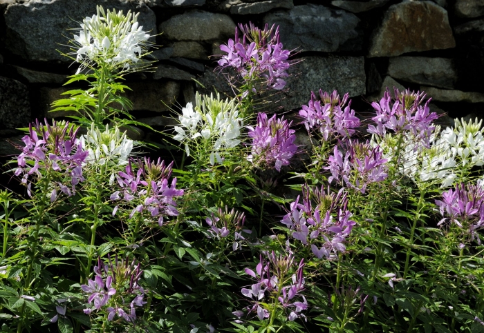 Клеома цветной фонтан