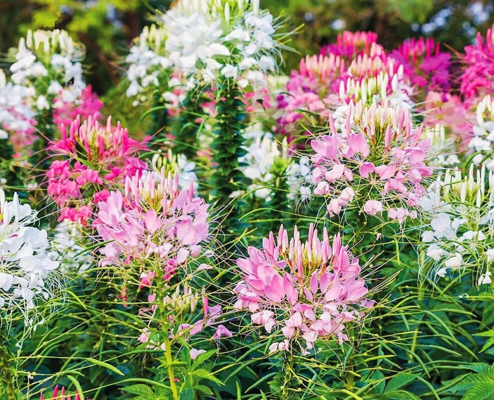 Клеома микс