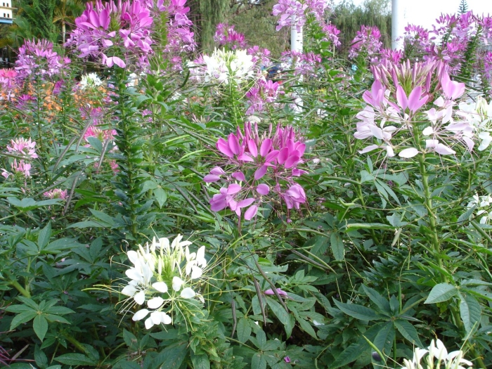 Клеома цветок