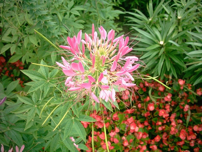 Клеома колючая королева роз