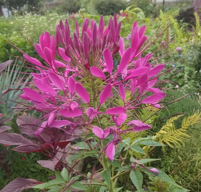 Клеома колючая вишневая