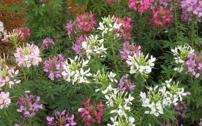 Клеома хелен