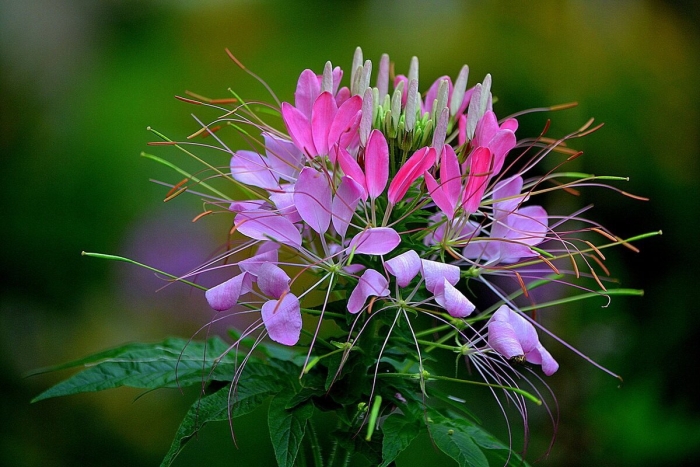 Клеома фиолетовая королева