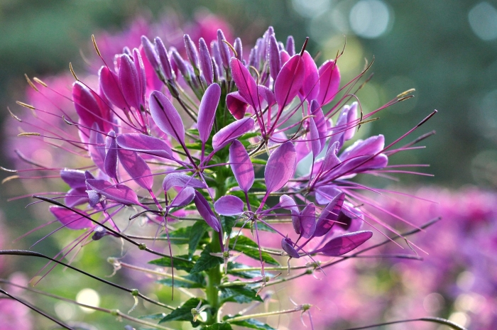 Клеома колючая