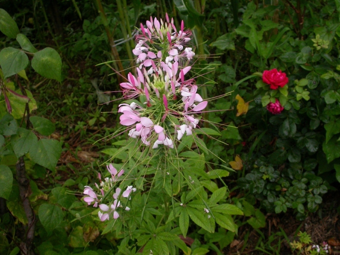 Клеома колючая вишневая