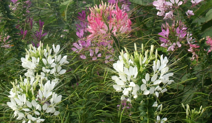 Клеома колючая вишневая