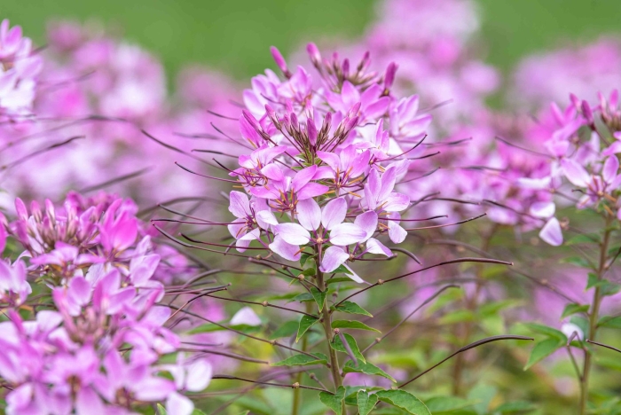 Cleome hassleriana