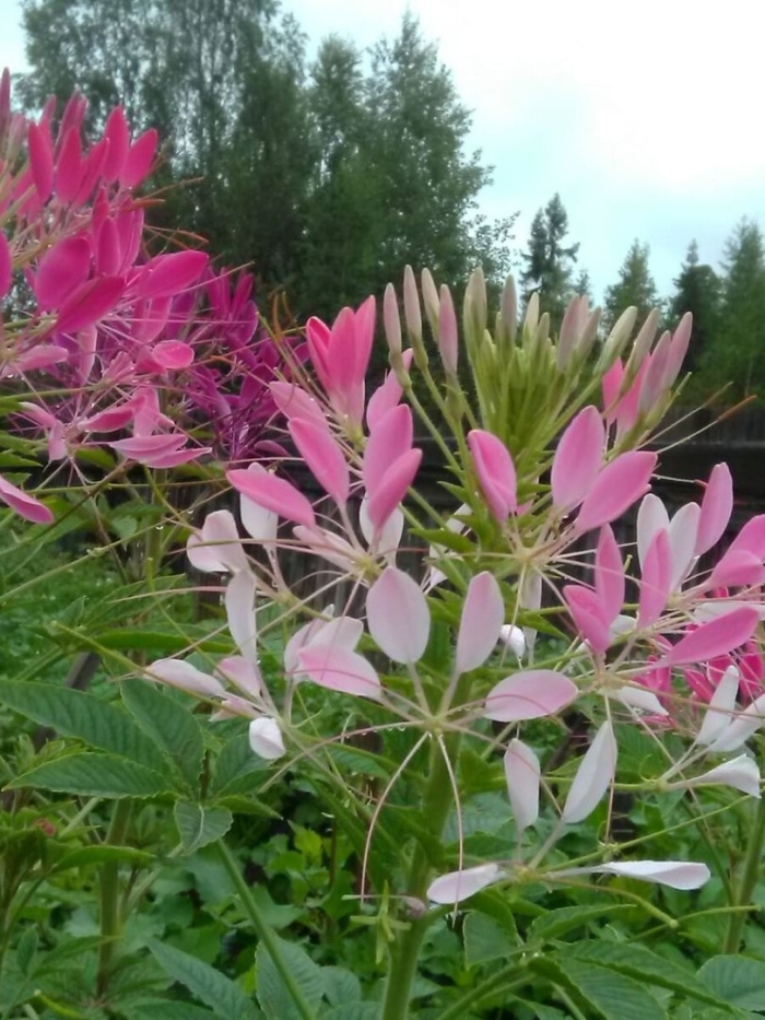 Клеома рассада