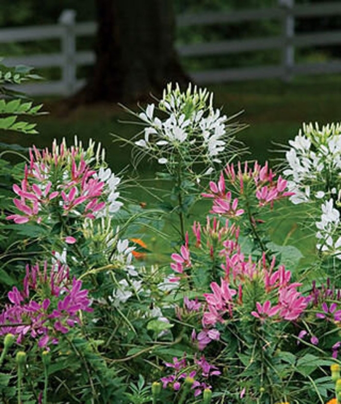 Клеома колючая