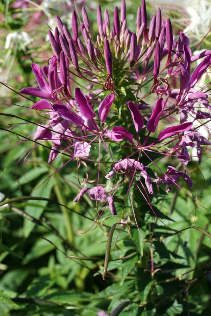 Клеома колючая вишневая