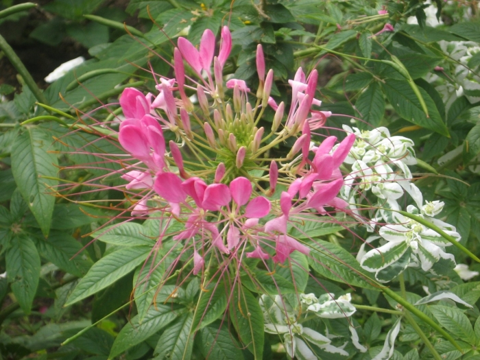 Клеома колючая