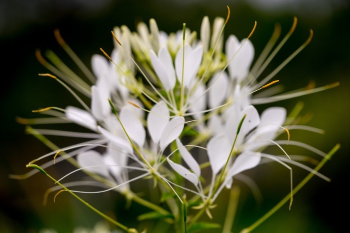 Клеома белая королева цветок