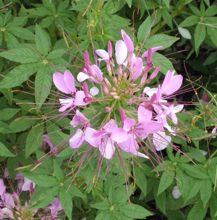 Клеома колючая вишневая