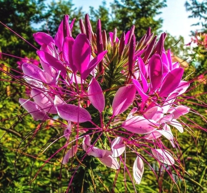 Cleome spinosa