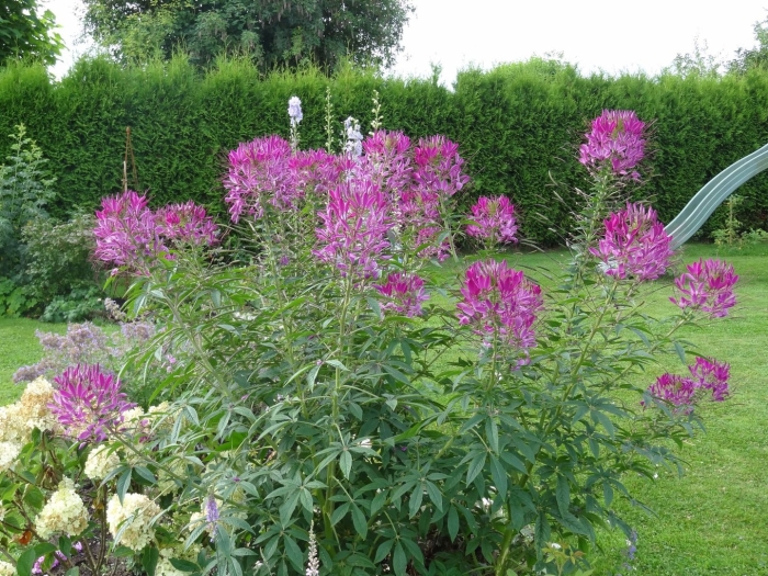 Клеома вишневая королева