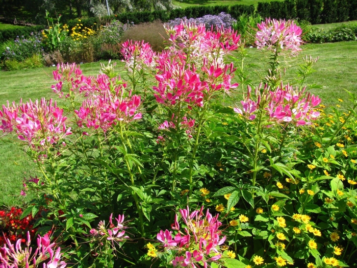 Клеома игольчатая