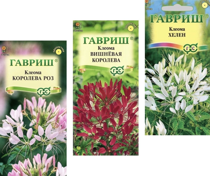 Клеома вишневая королева (гавриш)