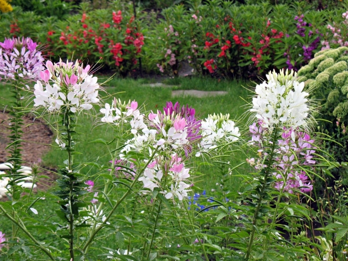 Клеома вишневая королева