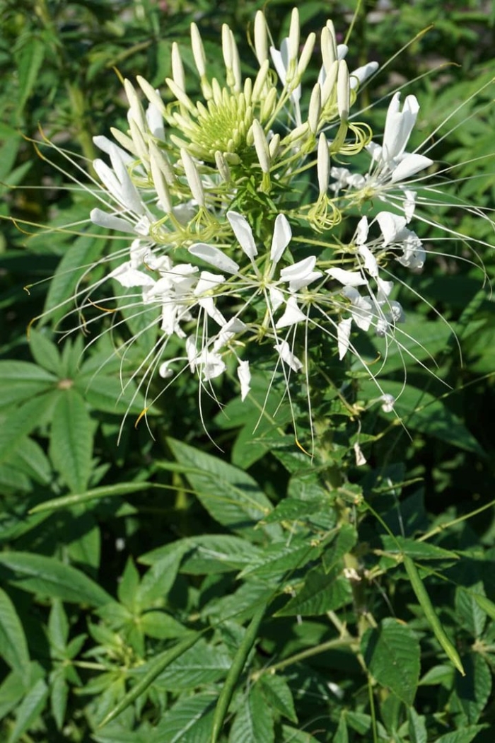 Клеома колючая